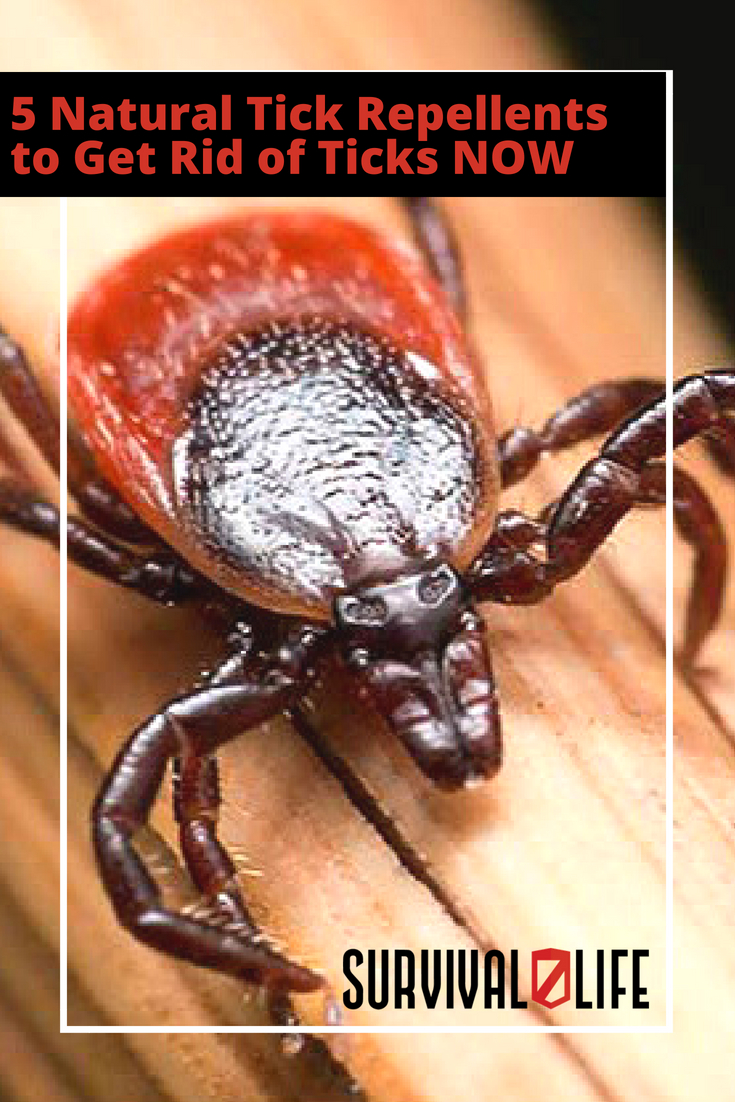 Natural Tick Repellents to Get Rid of Ticks NOW | tick repellent for humans