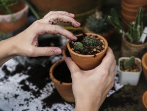 5 Gardening Tips And Tricks You Can Use Right Now