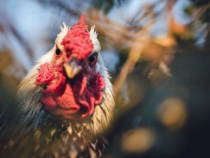 Feature | Red and white rooster in fields | Human Diseases Caused By Chickens