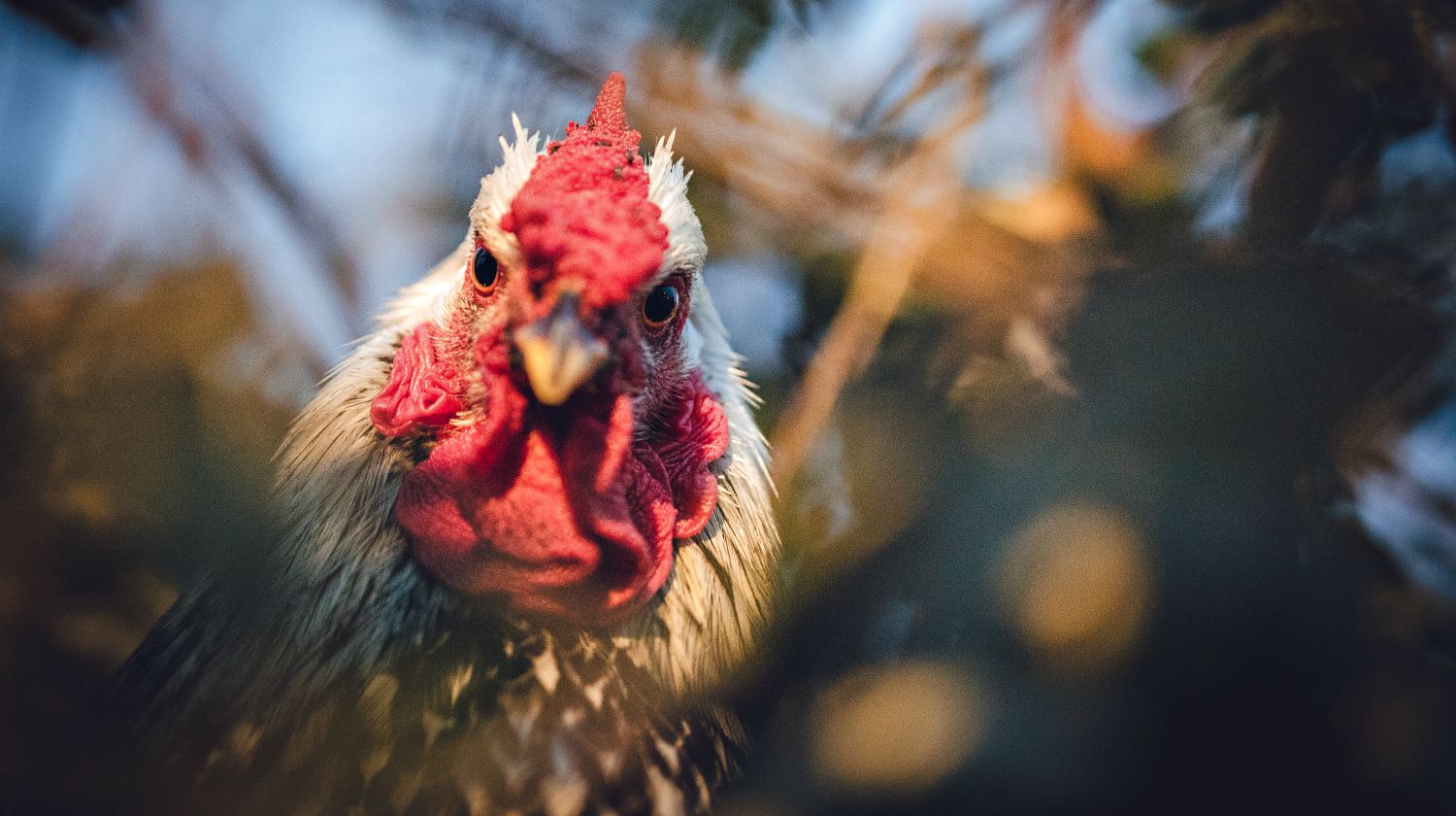 Feature | Red and white rooster in fields | Human Diseases Caused By Chickens