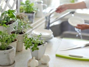 Feature | Herbs plants inside the house | Incredible Medicinal Herbs For Your Indoor Garden