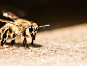 Feature | Focus photo of bee | How To Treat Bee Stings