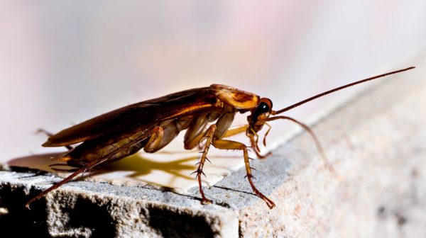 Ways To Rid Your Home Of Roaches For Good | Survival Life