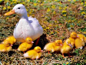 Feature | Duck with little ducklings | Chicken And Duck Keeping | Top Natural Remedies For Your Sick Flock