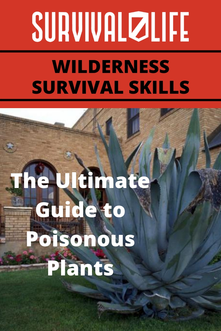 Wilderness Survival Skills: A Guide To Identifying Poisonous Plants | https://survivallife.com/wilderness-survival-skills-what-you-need-to-know-about-poisonous-plants/
