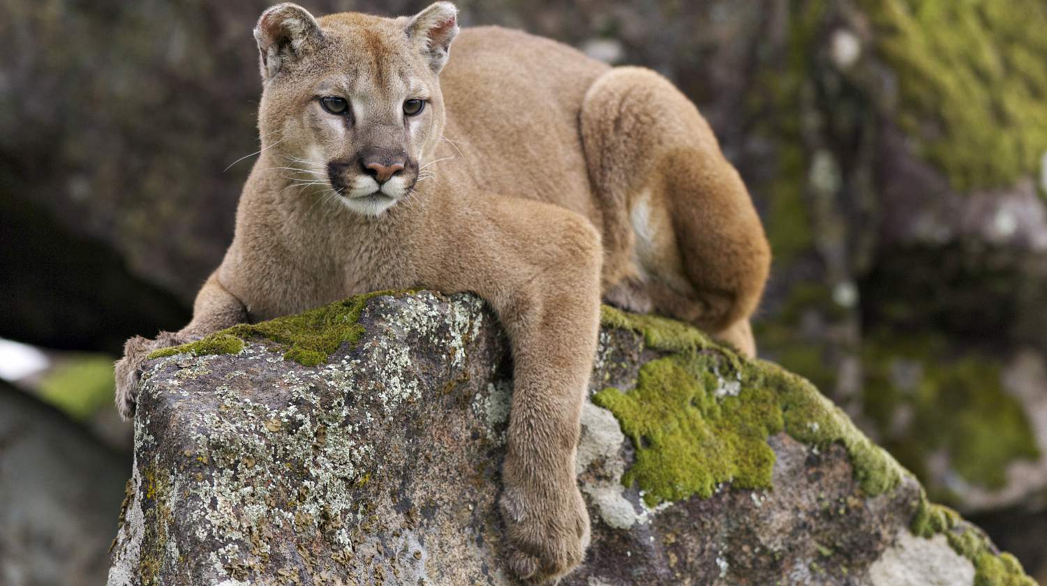 Feature | Mountain lion on moss covered rocks during spring time | Remarkable Facts About Mountain Lions