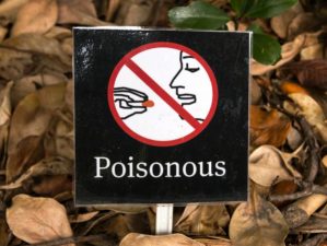 Poisonous sign under a tree | Wilderness Survival Skills: A Guide To Identifying Poisonous Plants | Featured