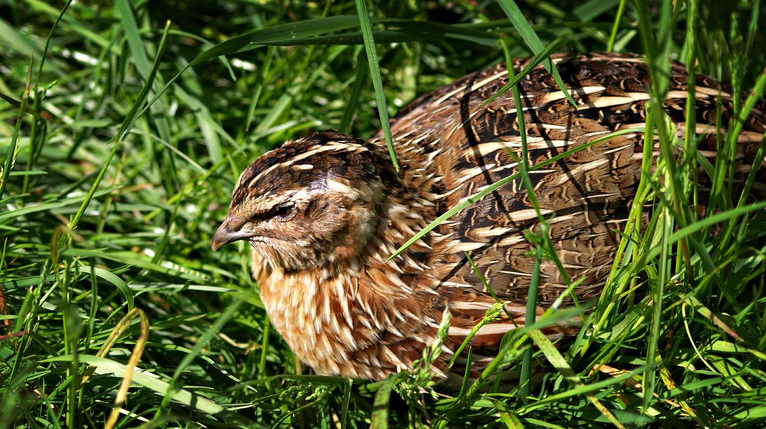 Featured | Close up of common quail | How To Raise Quail For Eggs And Meat