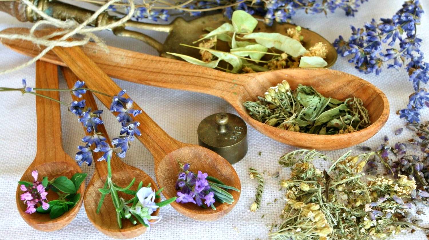Feature | Spoon of different herbs | The Top Ultimate Medicinal Herbs For Your Bug Out Bag