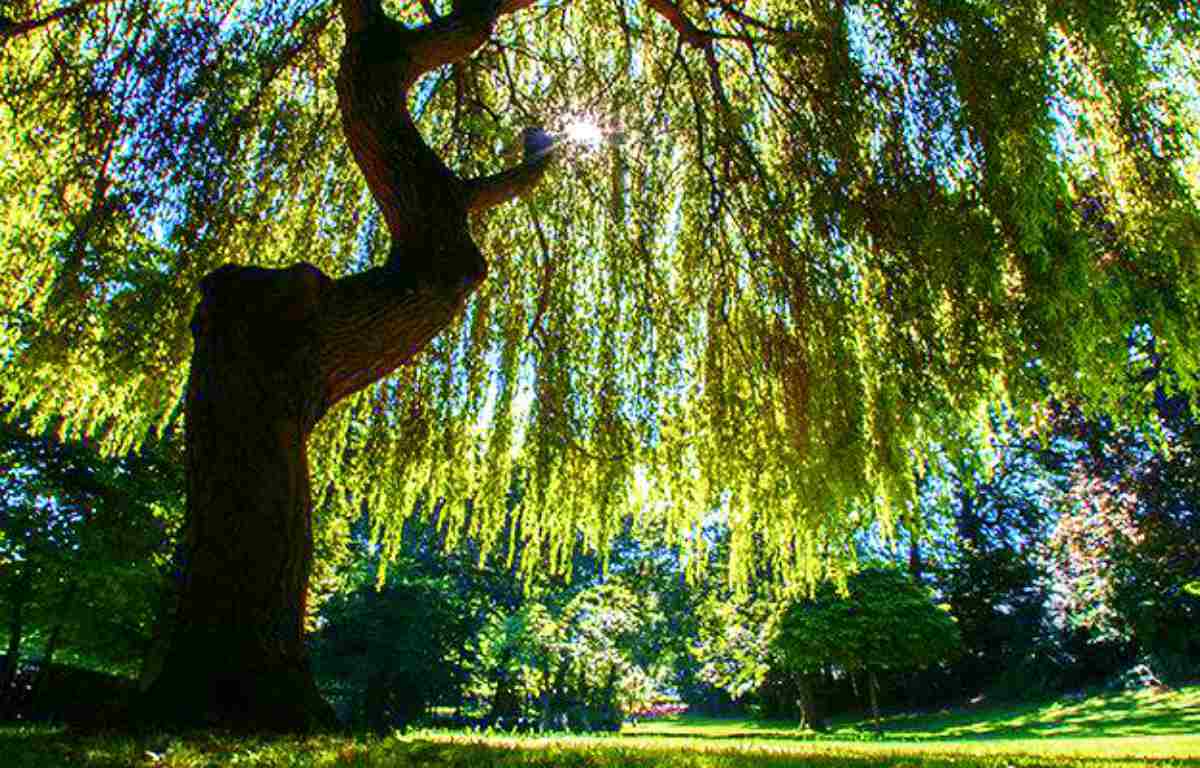 Willow Tree | The Top Ultimate Medicinal Herbs For Your Bug Out Bag
