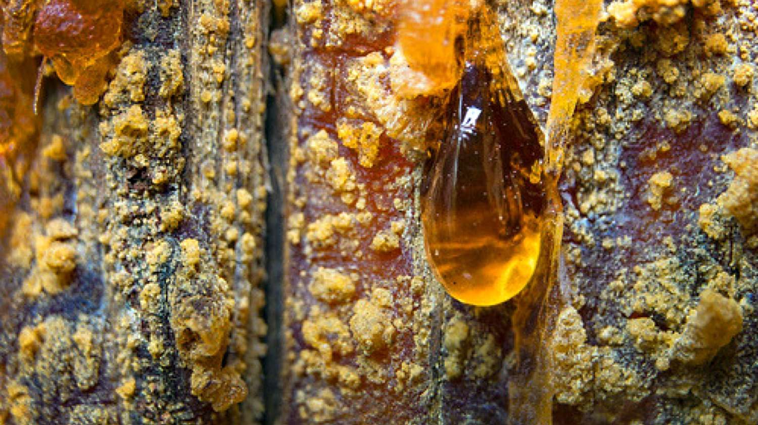 Feature | Amber pitch on bark of a tree trunk | Survival Uses Of Pine Resin