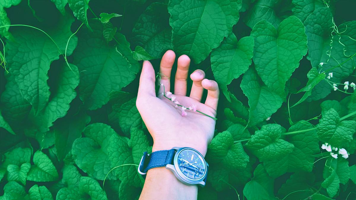 A person wearing wristwatch with nature background | Ways To Find True North Without A Compass 