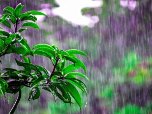 plant with green leaves in the rain | How Camping In The Rain Can Prepare You For A Disaster | Featured