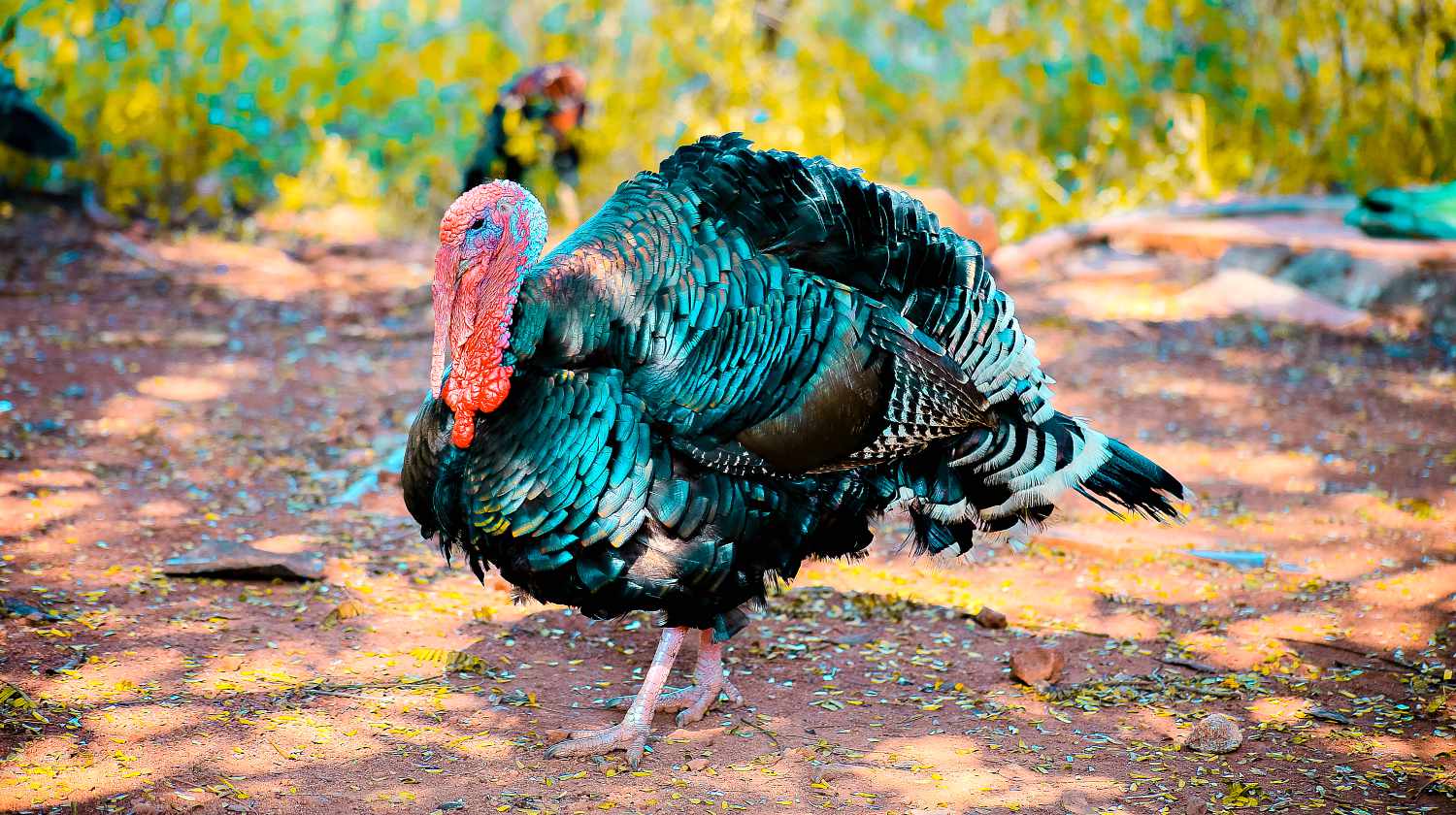 Feature | Two Black Turkeys | Best Turkey Guns On The Market Right Now
