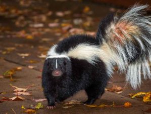 Feature | Skunks | How To Deter Skunks With These 7 Reliable Steps