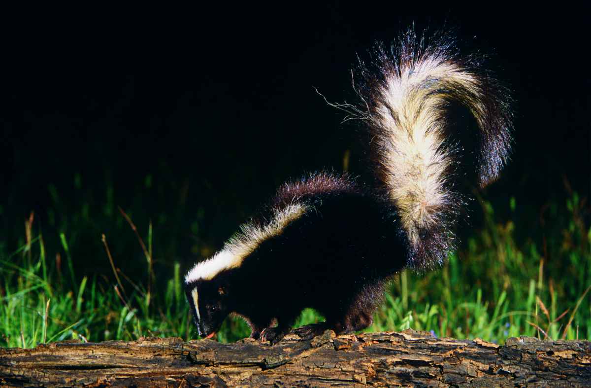 Skunk on a wood at night | How To Deter Skunks With These 7 Reliable Steps | Food Sources