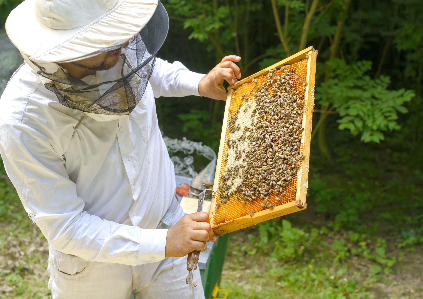 Beekeeping [Benefits And A How-To Guide]