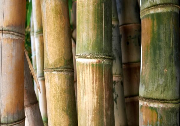 Bamboo House | How To Build A Bamboo House In The Wild