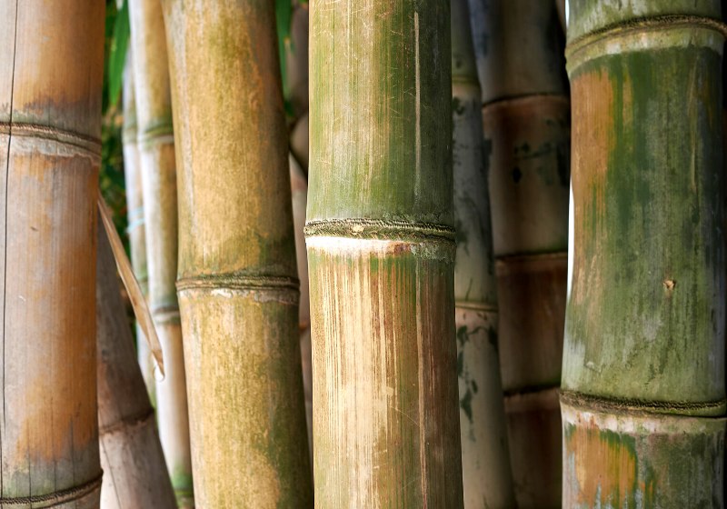 dendrocalamus giganteus giant bamboo | bamboo house design