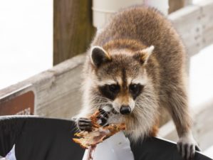 Raccoon looking for food in trash can | raccoon repellent | featured ss