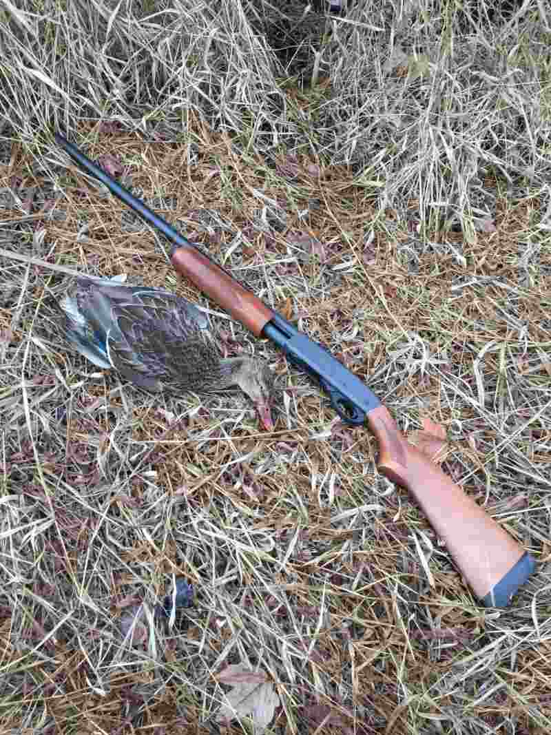 First duck with a 20 gauge-hunting guns-ss