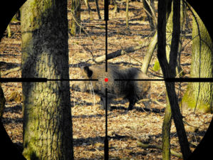 Top Rifles for Hog Hunting