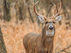 A White-tailed deer (Odocoileus virginianus) buck | Complete Deer Hunting Checklist | featured