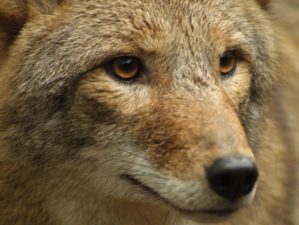Close up of Coyote : Coyote Portrait | hunting coyote