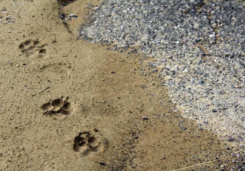 Coyote Tracks | Understand the Coyote's Behavior | Coyote Hunting