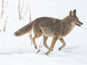 Coyote in snow at Antelope Island state park in Utah - coyote hunting utah