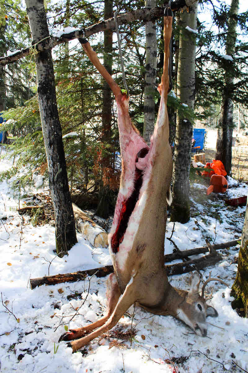 Fresh Deer Kill Being Hung and Prepped for Dressing | colorado mule deer hunting gear list