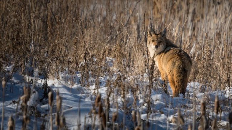 Coyote Hunting In Colorado | It's A Game!