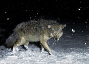 Coyote Hunting In Colorado | It's A Game!