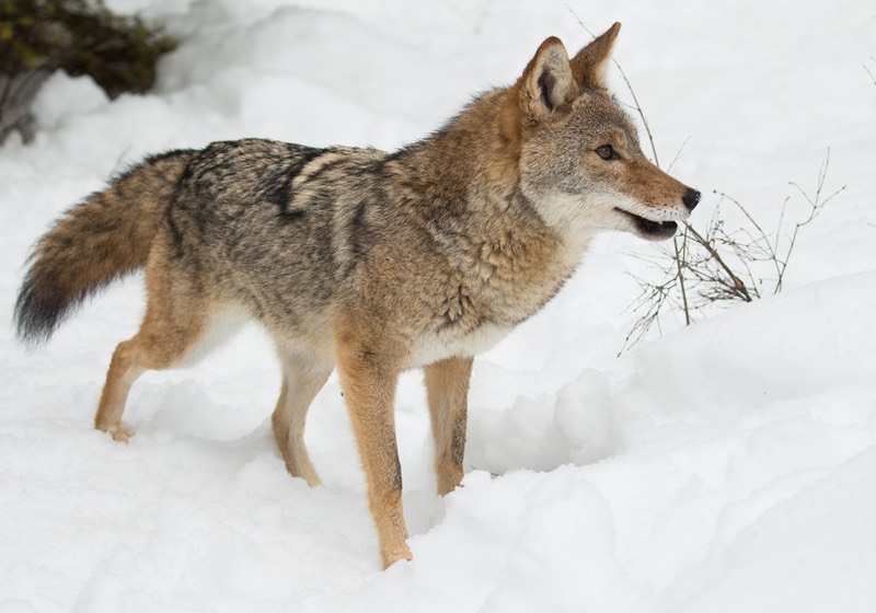 coyote in winter | Best Time to Hunt Coyotes