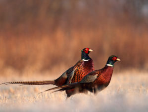 pheasant | Pheasant Hunting 101 | A Complete Guide | featured