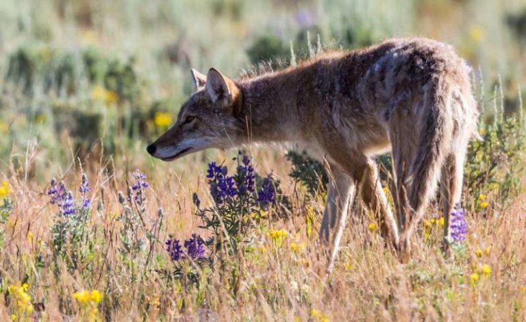 Coyote Hunting In Utah: Predator Control Program In Utah