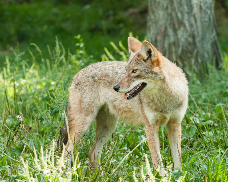 A Coyote is watching in the woods | varmint animals