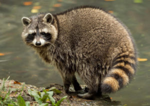 varmintz raccoon