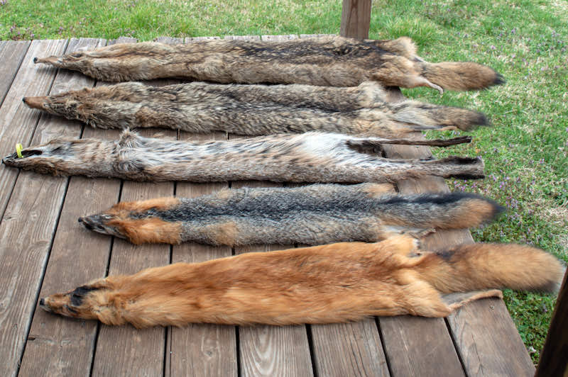After trapping season, predator animal pelts are displayed | coyote hunting gear