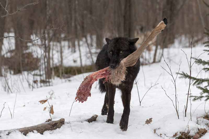 Black Phase Grey Wolf (Canis lupus) Steps Forward With Deer Leg Winter | coyote hunting season