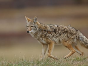 Coyote, canis latrans, with burrs tangled in fur | Coyote Hunting 101 | Everything You Need To Know | featured