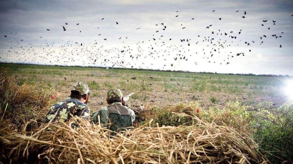 Father sun hunting | Dove Hunting Tips For Beginners | Featured