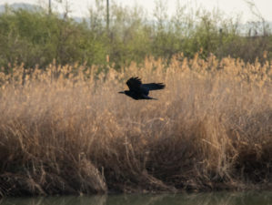 Flying crow at the lake scene | Top Tips For Crow Hunting Every Beginner Should Know | featured
