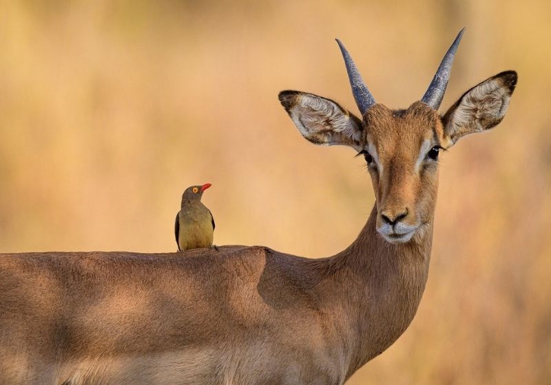 Impala oxpecker bird antelope What is the hunters role in wildlife conservation PB
