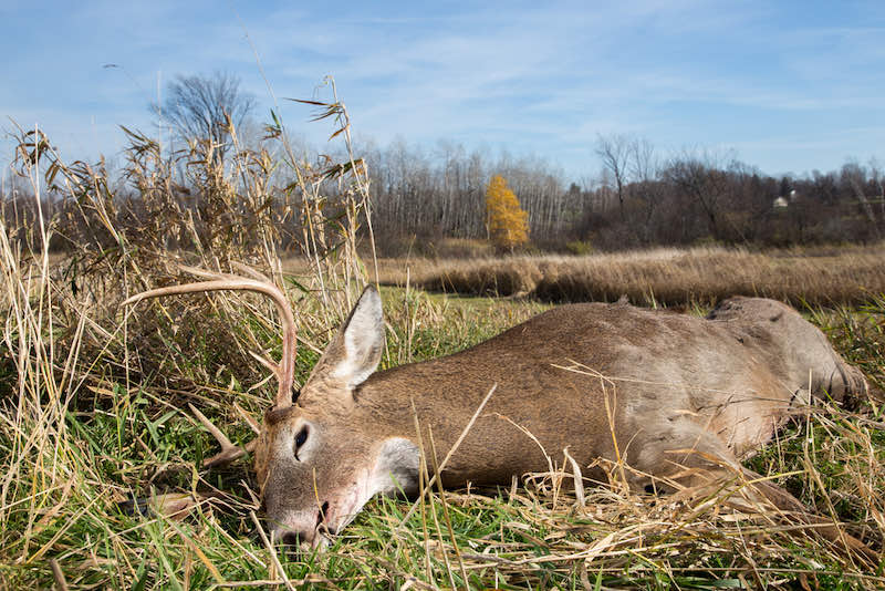 Large whitetail buck taken during deer hunting season | deer hunting starter kit
