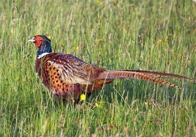 Pheasant bird game animal feather What is the hunters role in wildlife conservation PB