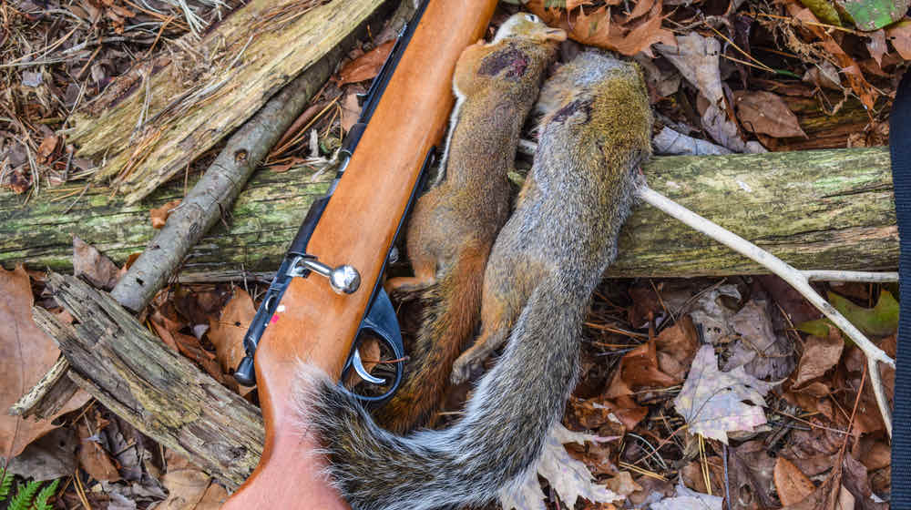 Varmint Hunting | 5 Animals You Can Legally Hunt All Year Round