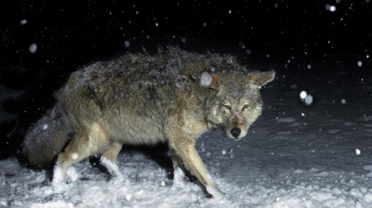 Frequently Asked Questions About Coyote Hunting At Night