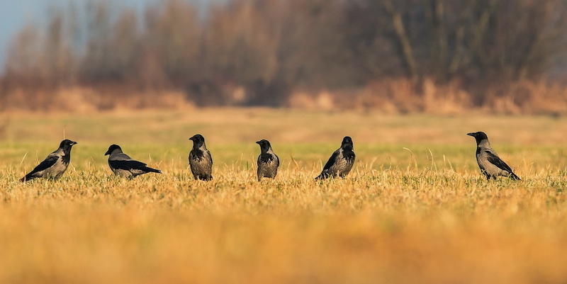 hooded crow | crow hunting with rifle