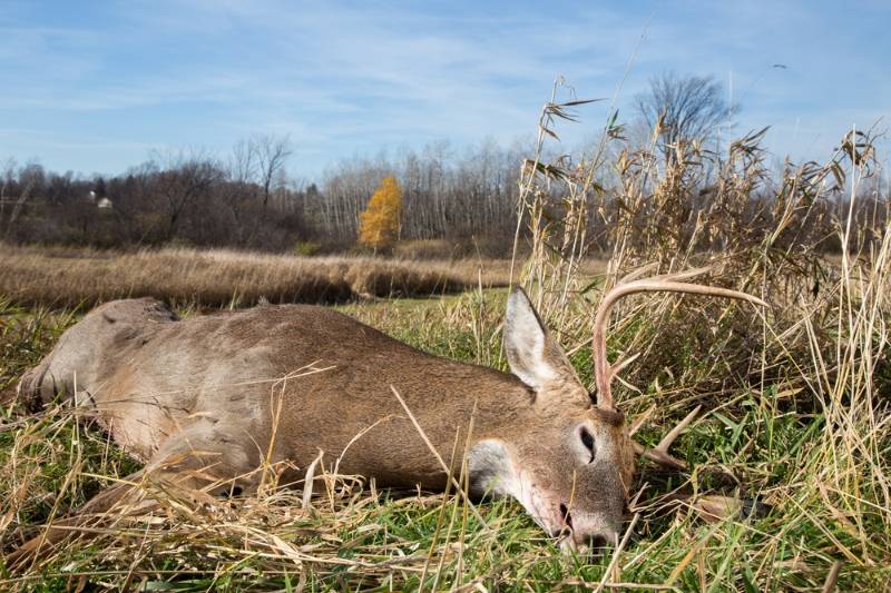 large-whitetail-buck-taken-during-deer | deer shot placement chart